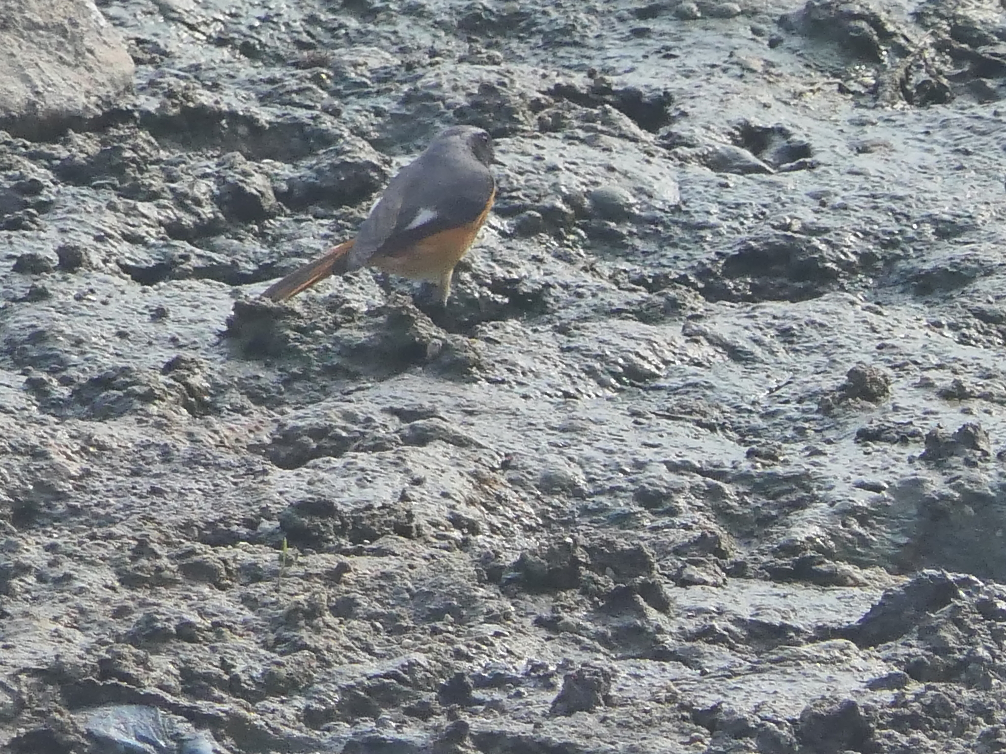 Hodgson's Redstart (Phoenicurus hodgsoni), photo 3