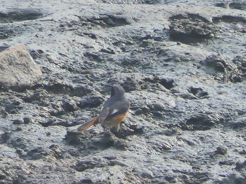 Hodgson's Redstart (Phoenicurus hodgsoni), photo 6