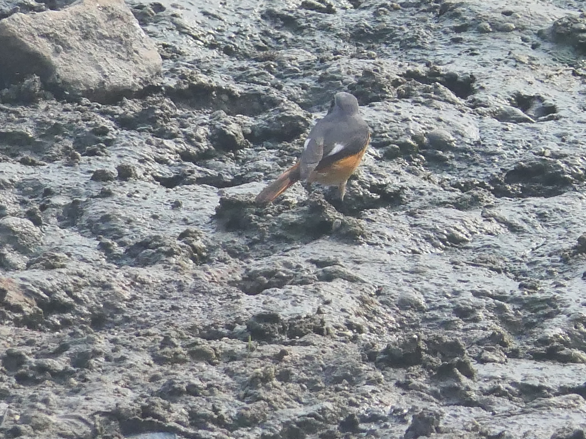 Hodgson's Redstart (Phoenicurus hodgsoni), photo 5