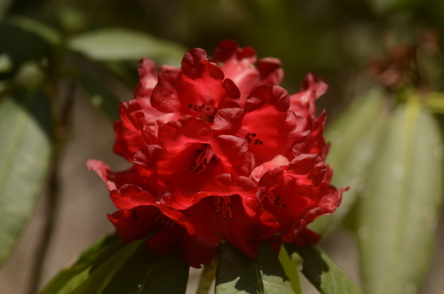 Rhododendron barbatum, photograph 6