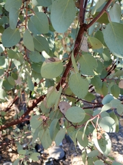Arctostaphylos viscida