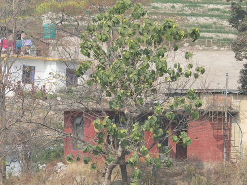 Image of Ficus auriculata by (c) Sagnik Dutta Roy, some rights reserved (CC BY)