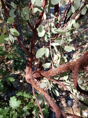 Arctostaphylos viscida