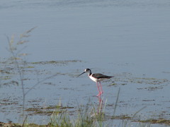 Himantopus himantopus