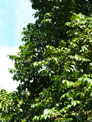 Canarium album, photograph 葉子, CC0, iNaturalist via GBIF