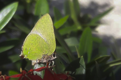 Cyanophrys herodotus