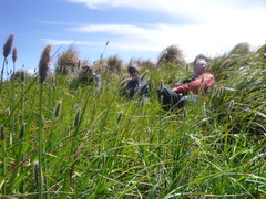 Alopecurus magellanicus