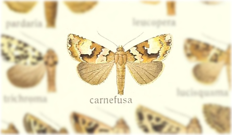 Euplexia carnefusa