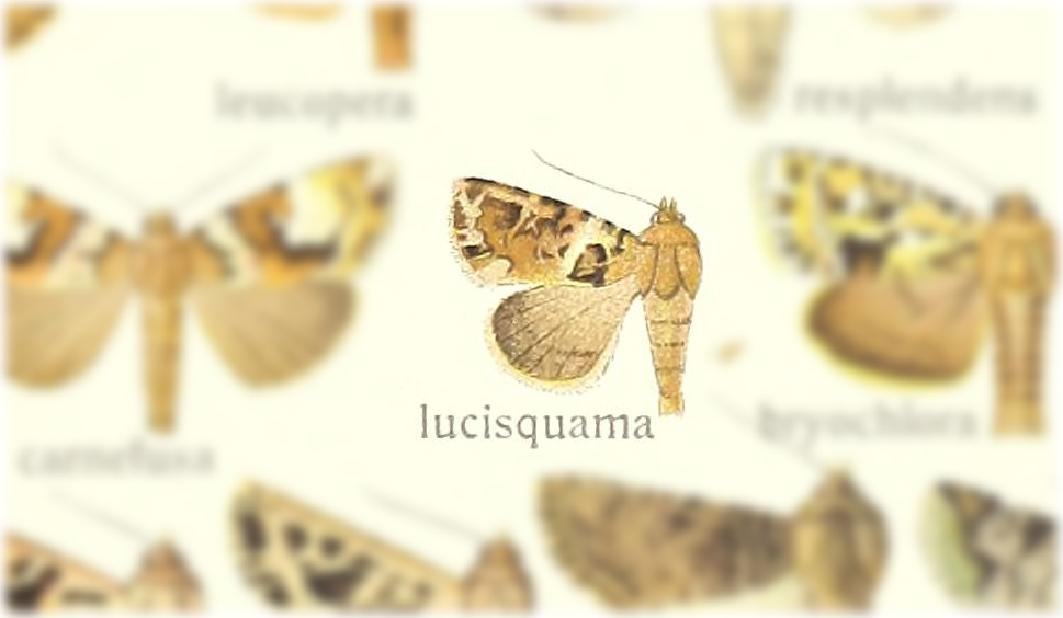 Euplexia lucisquama