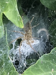 Araneae