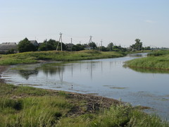 Himantopus himantopus