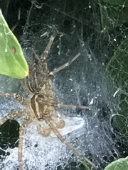 Araneae