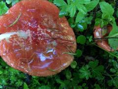 Russula mexicana