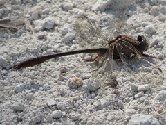 Phanogomphus minutus