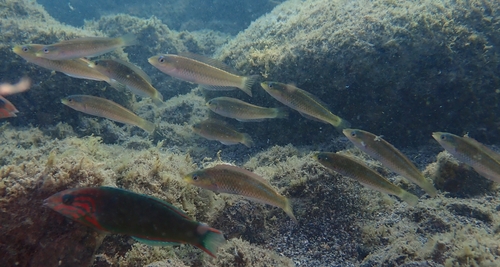 Socorro wrasse (Halichoeres insularis) — Labridae — 2