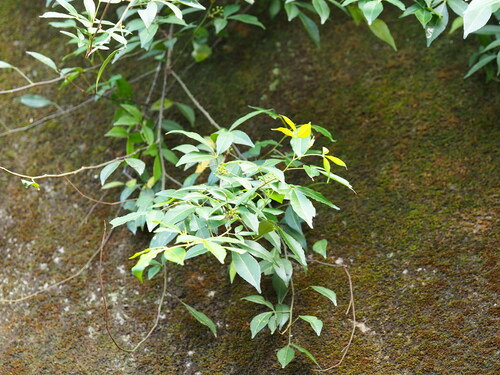 Image of Zanthoxylum asiaticum by no rights reserved