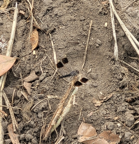 Southern Banded Groundling