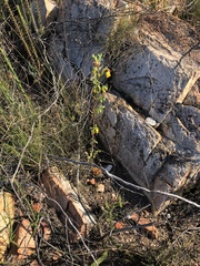 Hermannia aff-denudata