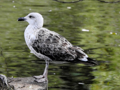 Larus michahellis