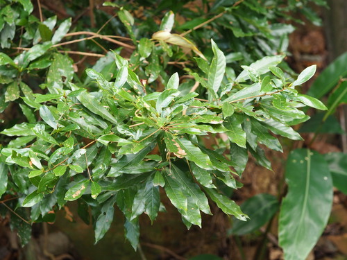 Image of Litsea Hypophaea (Litsea hypophaea) by no rights reserved