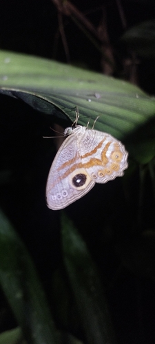 Eyed Cyclops