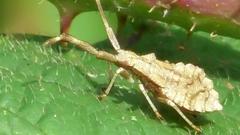 Coreus marginatus
