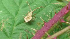 Coreus marginatus