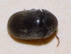 Tricorynus