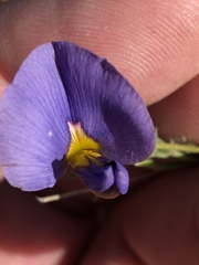 Lotononis filiformis