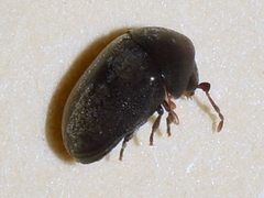 Tricorynus