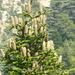 Cilician Fir - Photo (c) elias ziade, some rights reserved (CC BY), uploaded by elias ziade