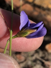 Lotononis filiformis