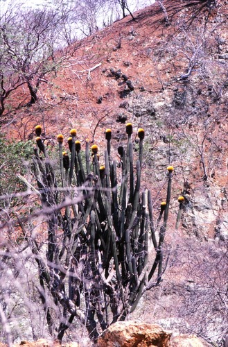 Backebergia militaris (Backebergia militaris)