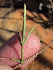 Lotononis filiformis