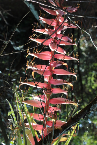 Tillandsia prodigiosa (Lem.) Baker