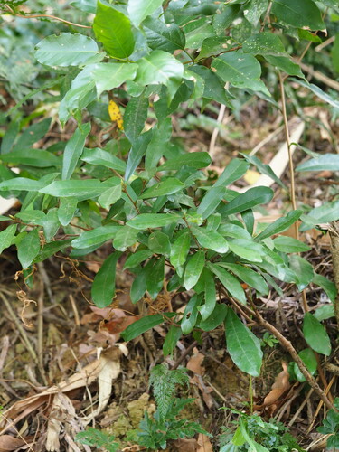 Image of Litsea Hypophaea (Litsea hypophaea) by no rights reserved