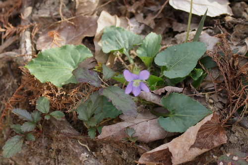 Image of Viola langloisii by (c) Lauren McLaurin, some rights reserved (CC BY)