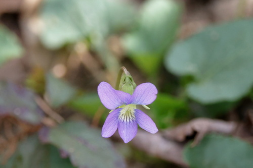 Image of Viola langloisii by (c) Lauren McLaurin, some rights reserved (CC BY)
