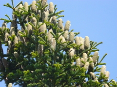Abies cilicica