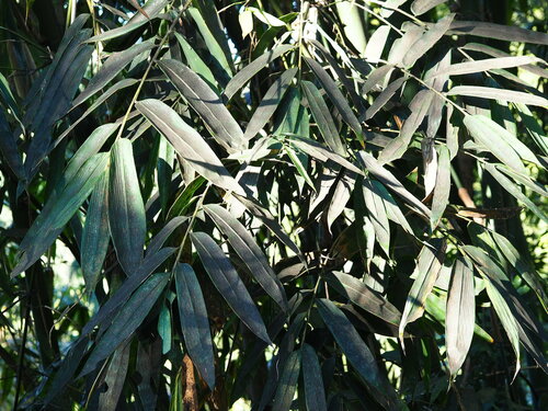 Image of Dendrocalamus latiflorus by no rights reserved
