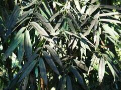Dendrocalamus latiflorus, photograph author not stated, no rights reserved