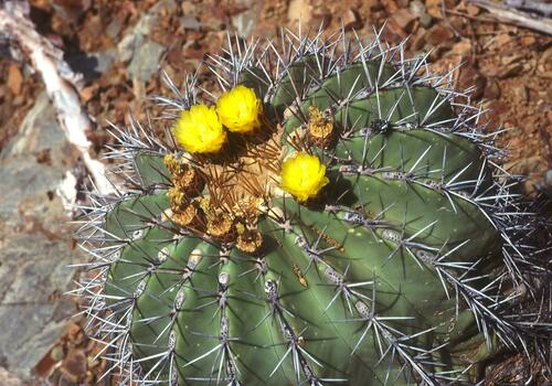 Ferocactus lindsayi (Ferocactus lindsayi)