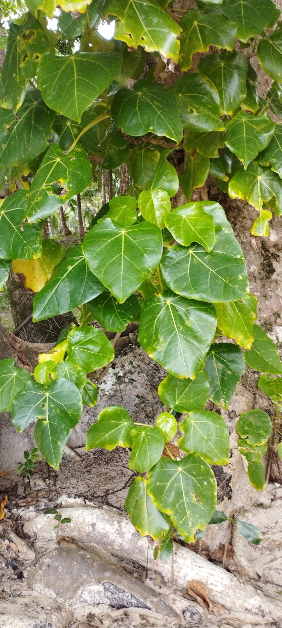Imagem de Pau-de-jangada