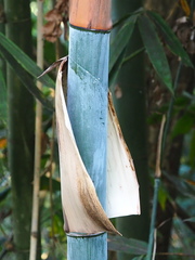 Dendrocalamus latiflorus, photograph author not stated, no rights reserved