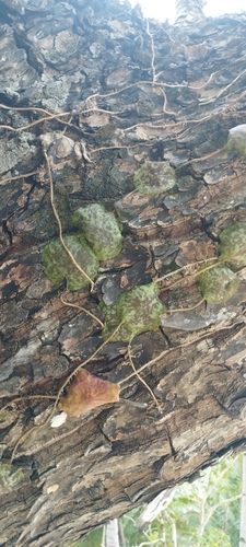 Hoya imbricata, photograph 6