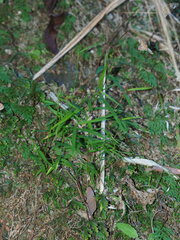 Pogonatherum crinitum, photograph author not stated, no rights reserved