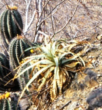 Hechtia melanocarpa (Hechtia melanocarpa)