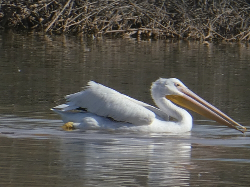 American White Pelican photographed in Arizona