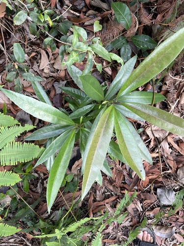 Symplocos polyandra observed 2025-02-09
