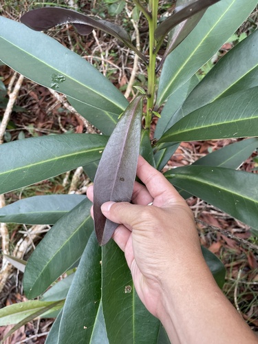 Symplocos polyandra observed 2025-02-09